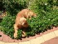 Dog in dichondra 